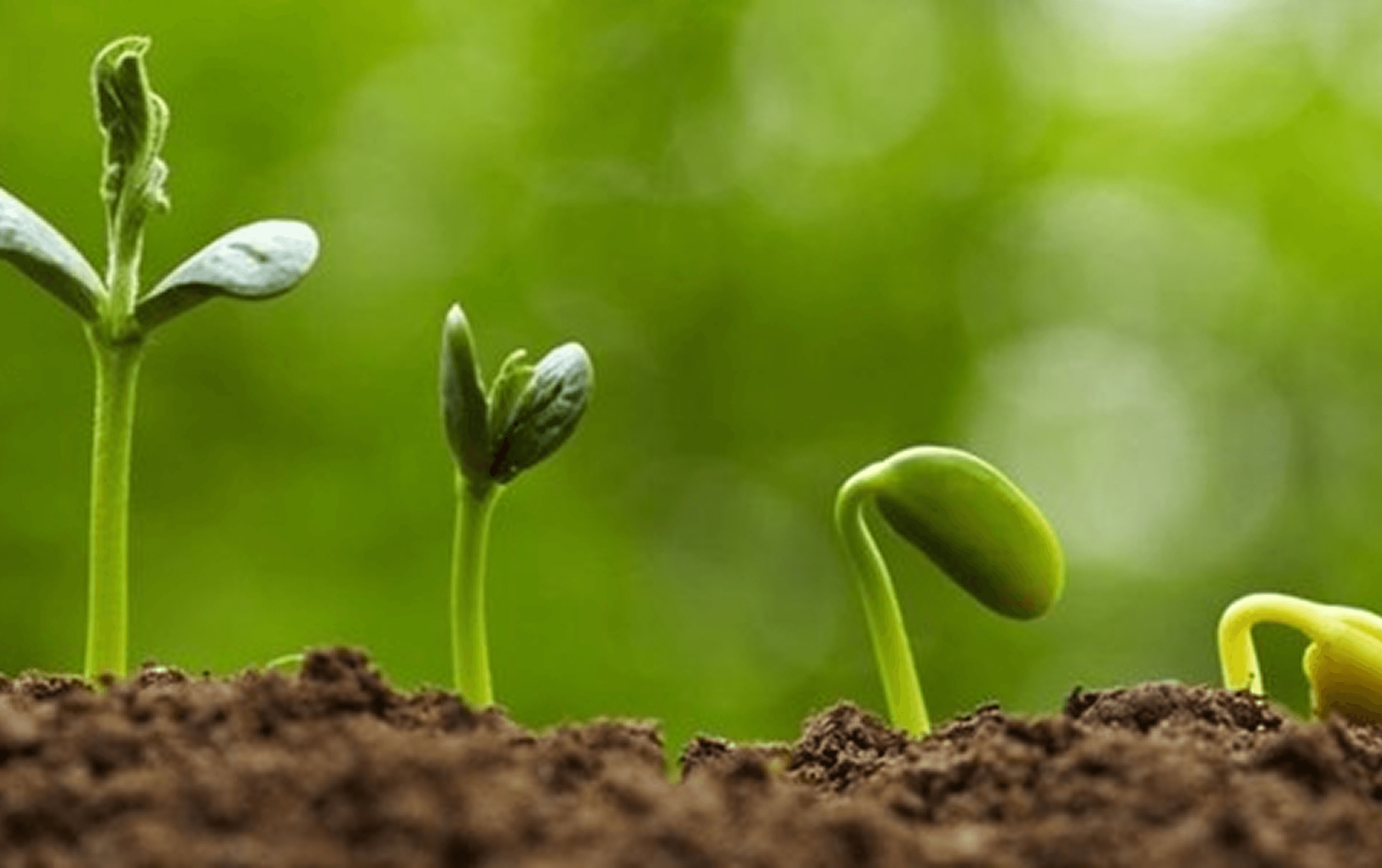 Integrated struvite crystallization and microalgal growth for biofertilizer production using source-separated urine.