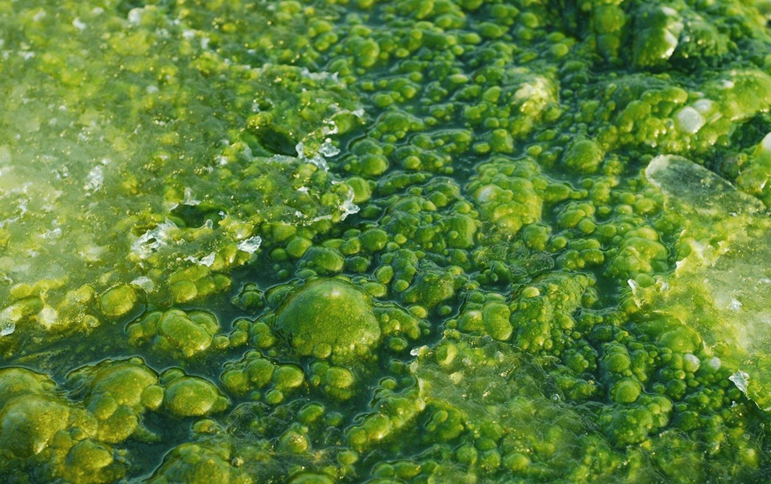 Development of a low-cost and effective seedfree material for struvite precipitation by thermochemical conversion of microalgal biomass.